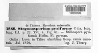 Prosthecium pyriforme image